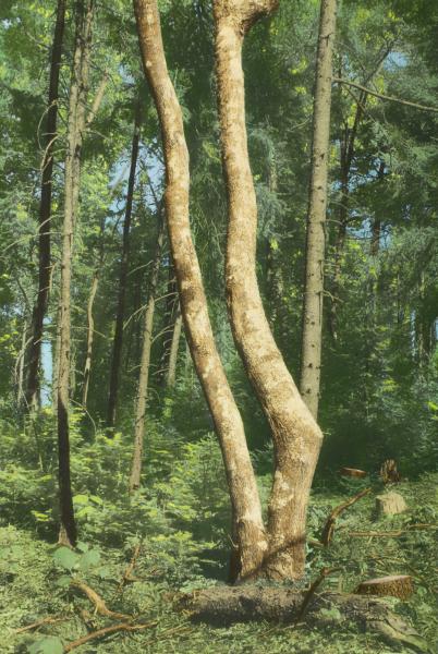 Old Growth Forest, Indian Point