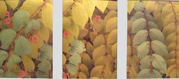 Leaves with 'Disks'