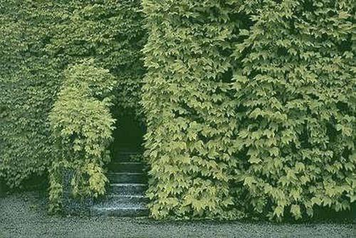 Ivy Covered Wall, London