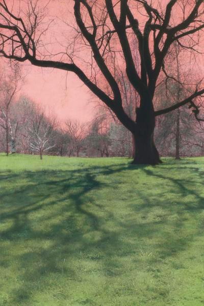 Black Tree Silhouette