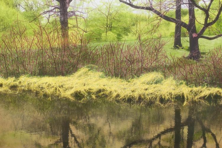Dried Grass at Water&rsquo;s Edge