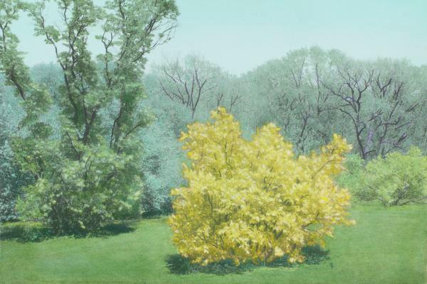 Large Yellow Shrub
