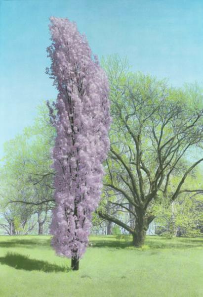 Pink Poplar