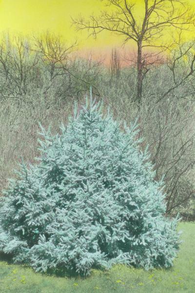 Spruce and Yellow Sky