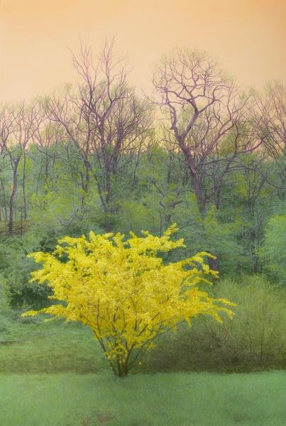 Yellow Flowering Tree, Orange Sky