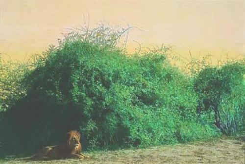 Lion and Wooly-Caper Bushes