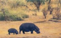 Hippo, Baby Hippo, Egret, Africa