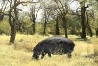Hippo with Grass, Africa