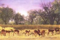 Red Lechwe, Africa