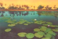 Water Lilies, Orange Sky, Africa