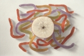 Apple & Gummy Worms